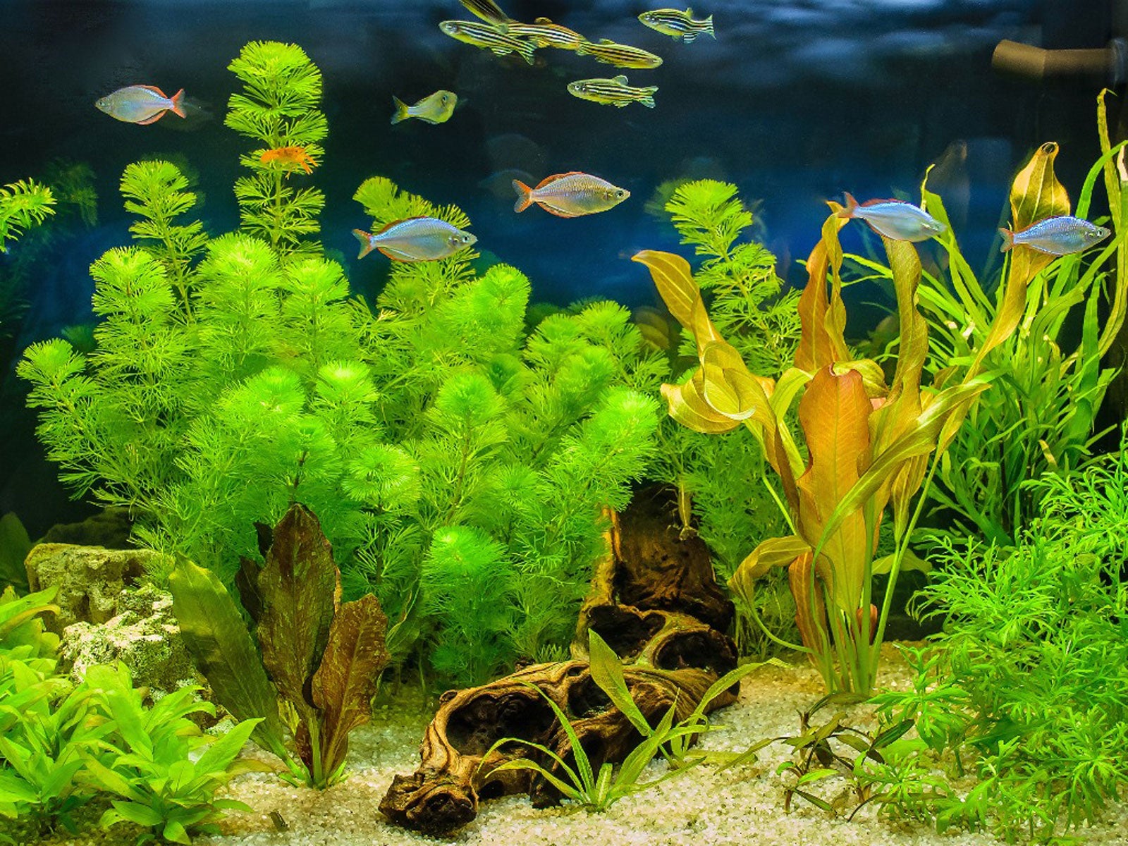 examples of aquatic plants for your garden and aquarium