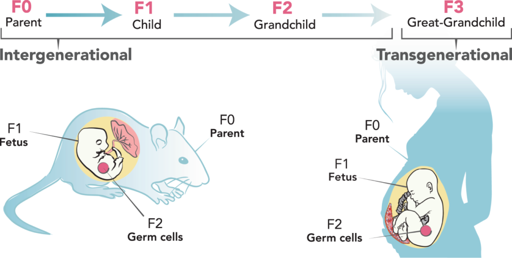 examples of are epigenetic changes heritable in nature