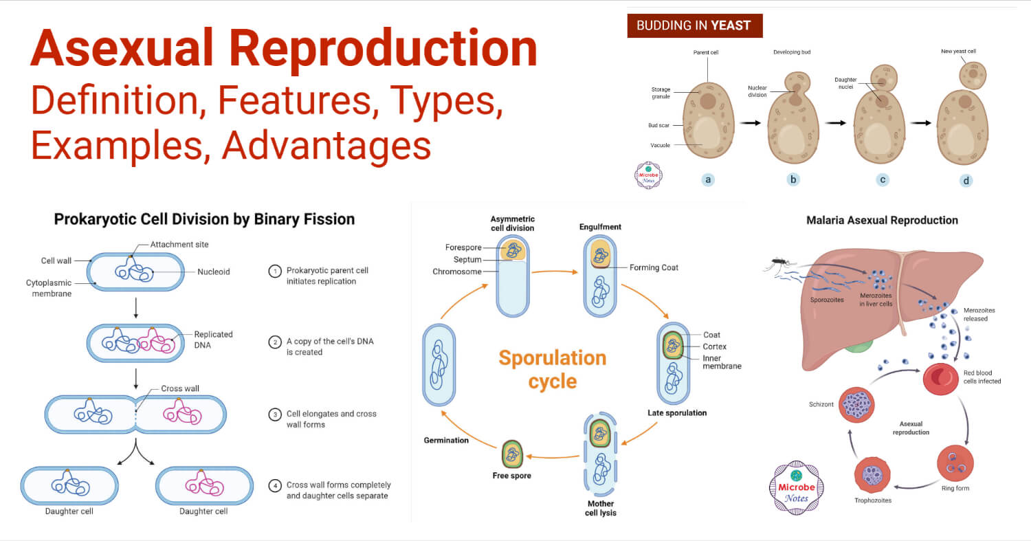 examples of asexual reproduction in animals explained