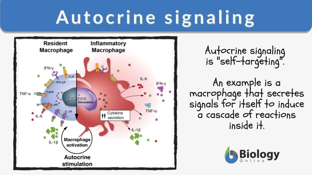 examples of autocrine signaling in cells and plants