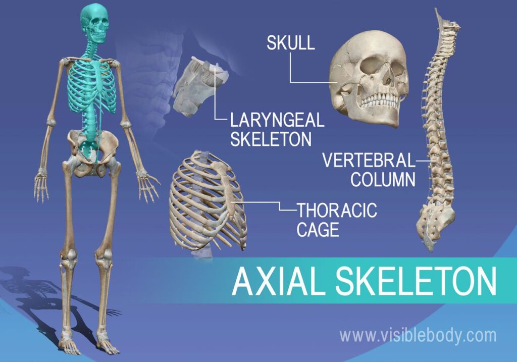 examples of axial skeleton bones and their functions
