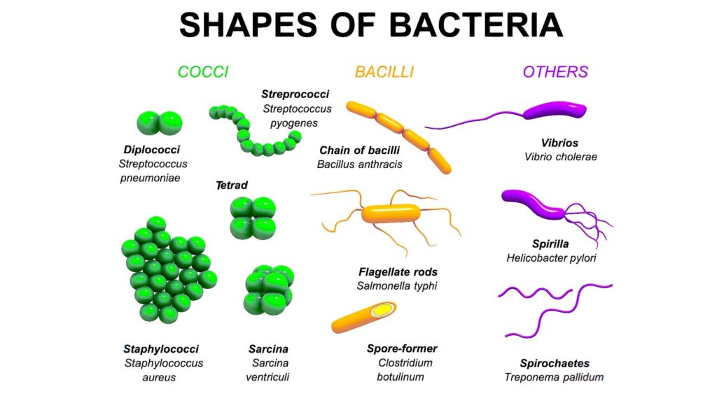 examples of bacteria shapes and their functions