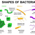examples of bacteria shapes and their functions