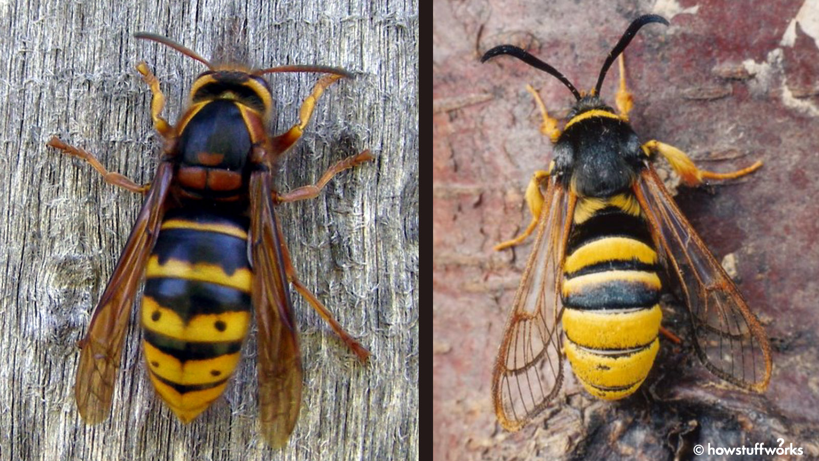 examples of batesian mimicry in natures survival strategies