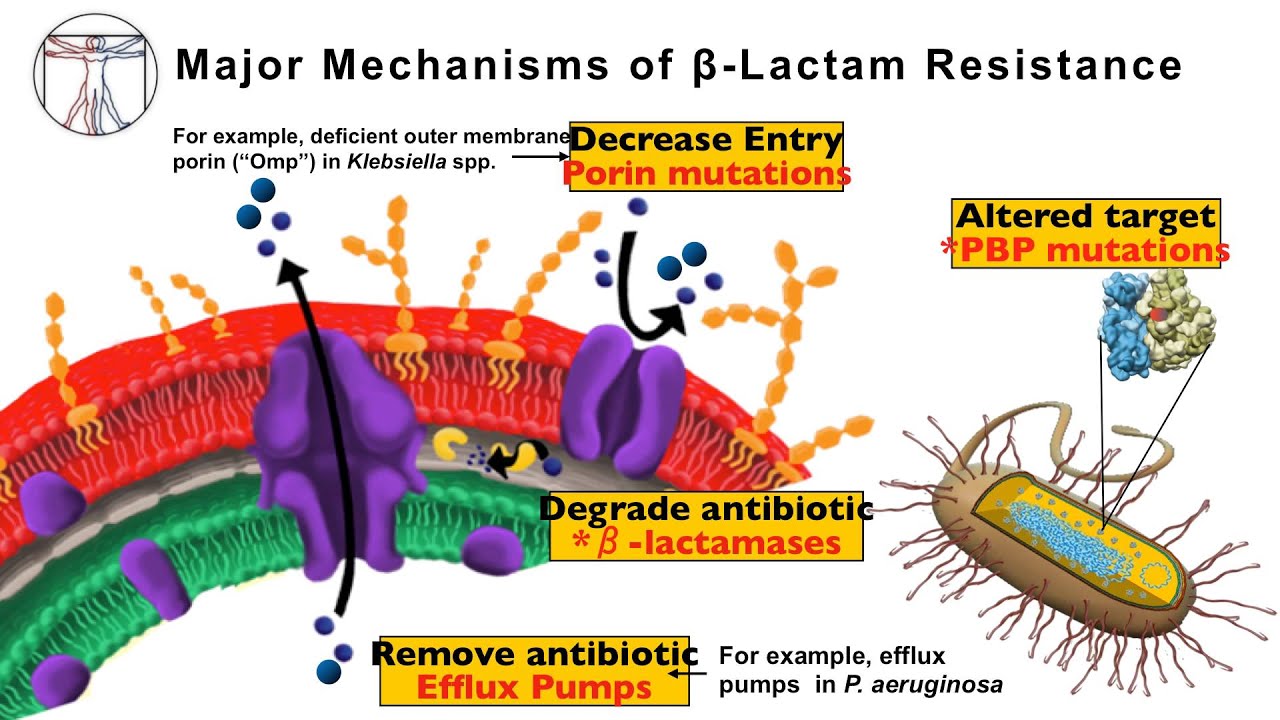 examples of beta lactamase positive bacteria