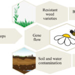 examples of bioengineered food transforming agriculture