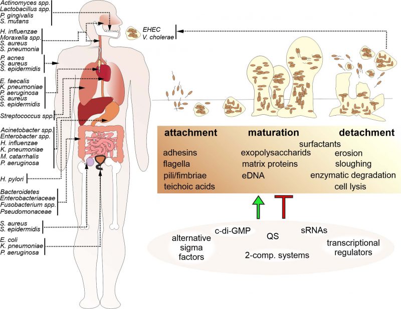 examples of biofilm in body health impacts and types