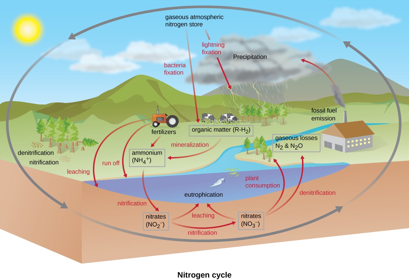 examples of biogeochemical cycles in earths ecosystems