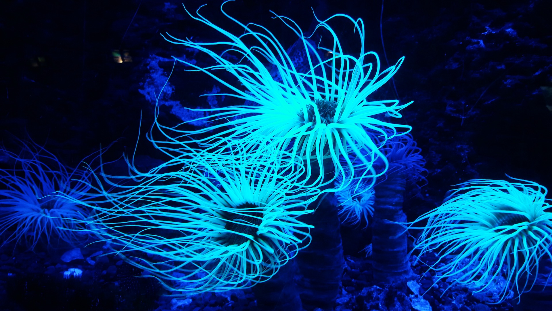 examples of bioluminescent animals in nature