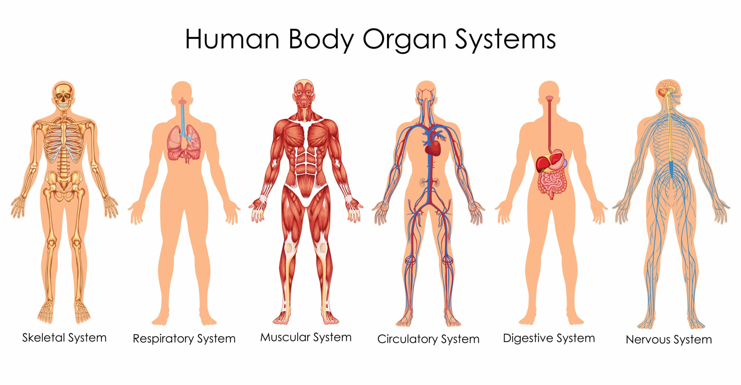 examples of body systems that work together for health