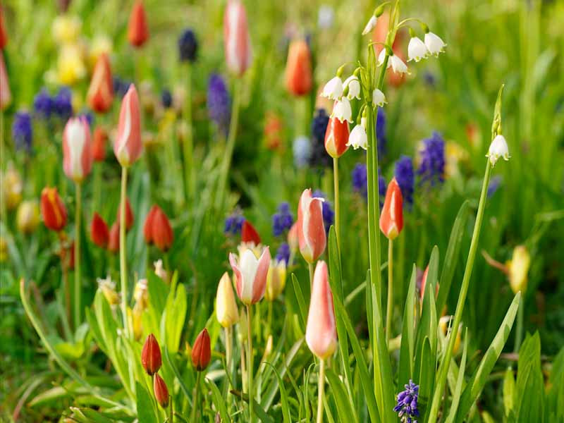 examples of bulbs to brighten your garden