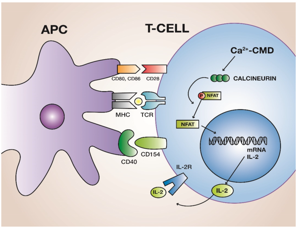 examples of calcineurin inhibitors for autoimmune treatment