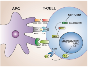 Examples of Calcineurin Inhibitors for Autoimmune Treatment