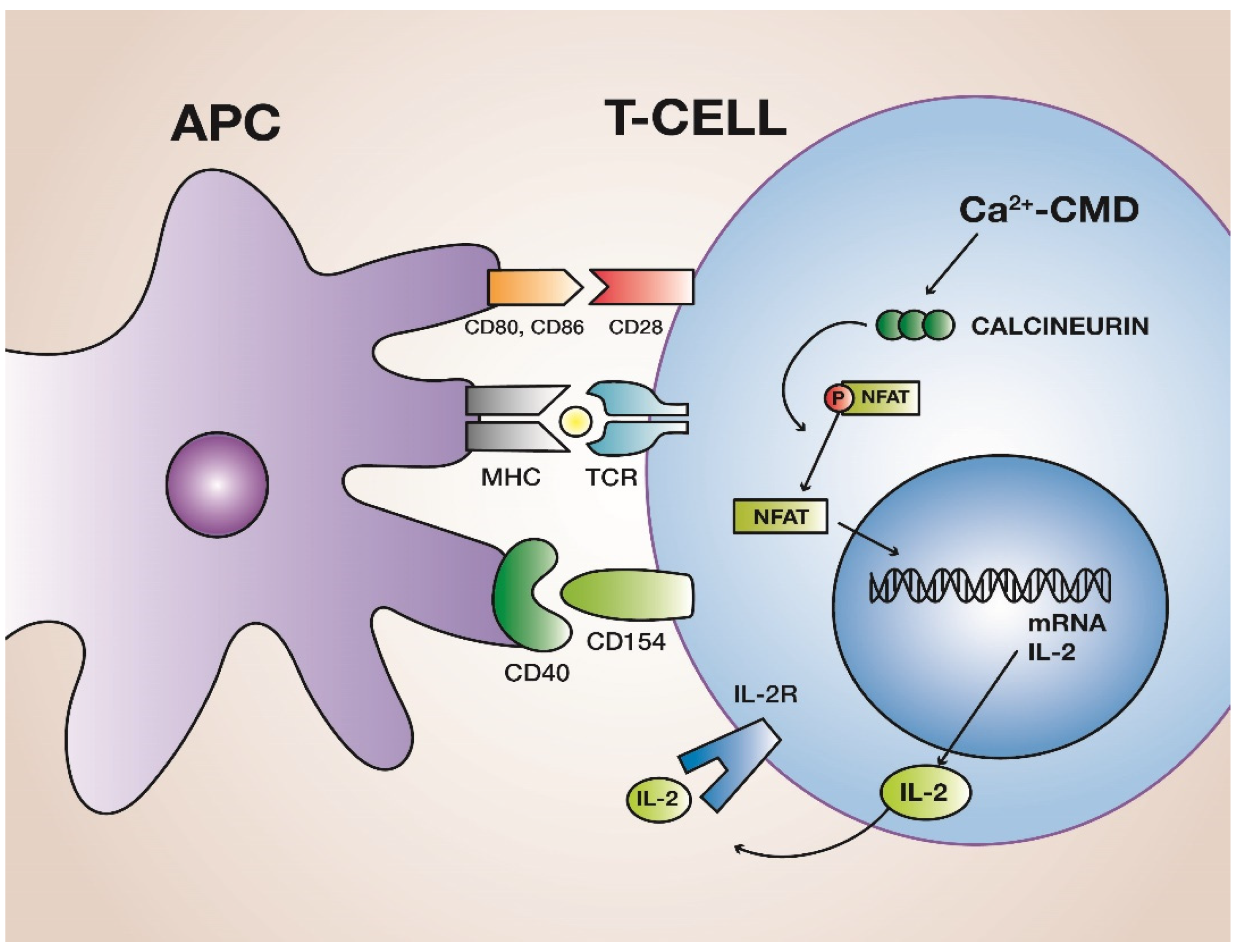 examples of calcineurin inhibitors for autoimmune treatment