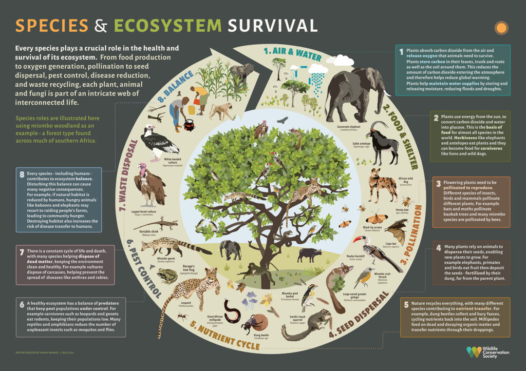 examples of carnivores and their ecological roles