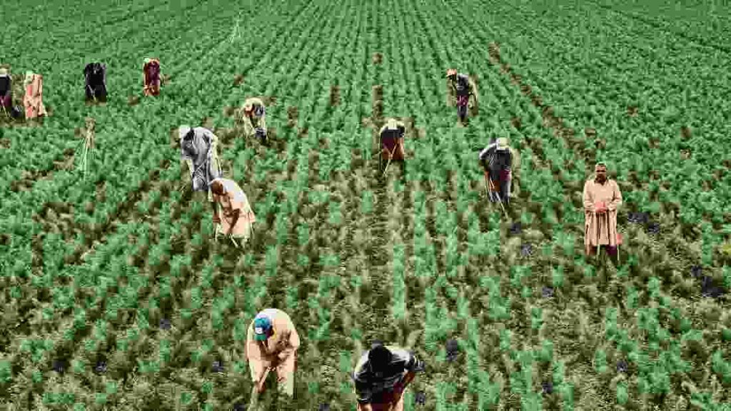 examples of cash crops shaping global agriculture