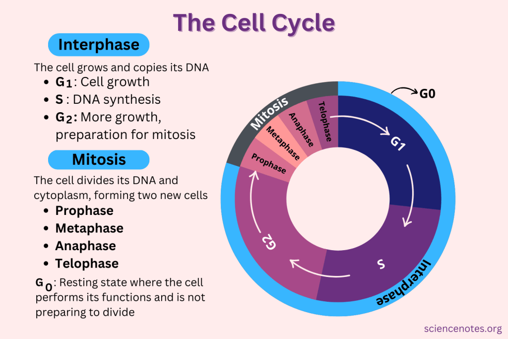 examples of cell cycle checkpoints and their importance