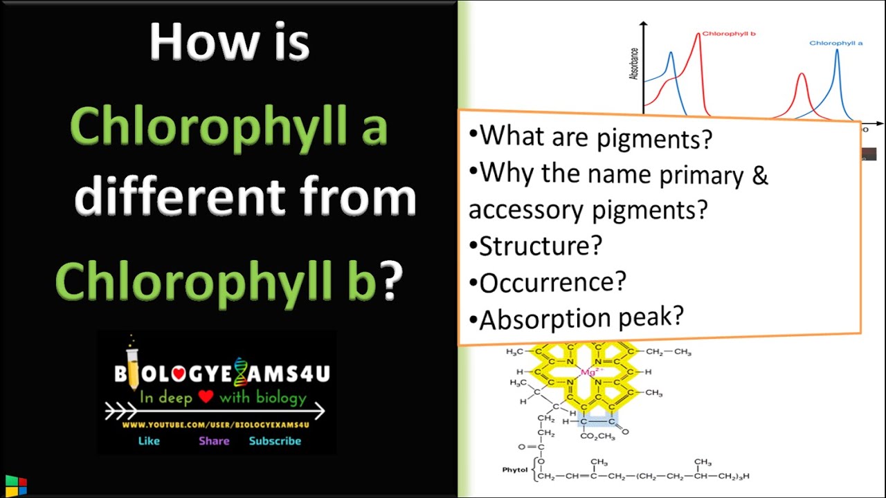 examples of chlorophyll b and its role in photosynthesis