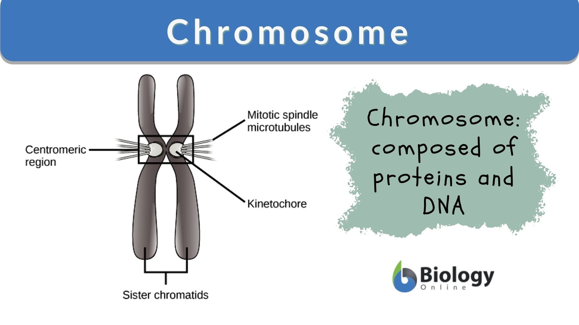 examples of chromosome shape and its importance in genetics