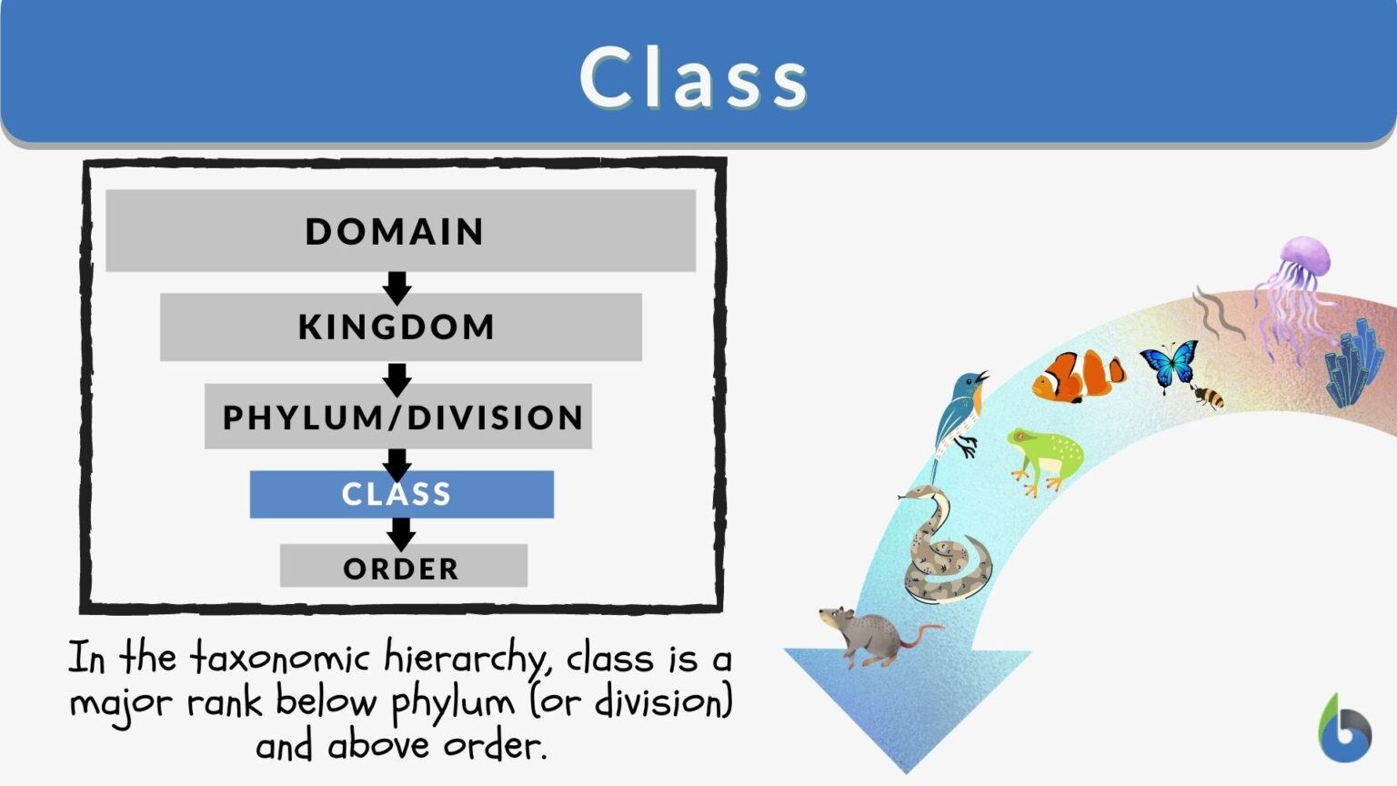 Class Bio Order Examples of Class in Biology: Key Types and Characteristics