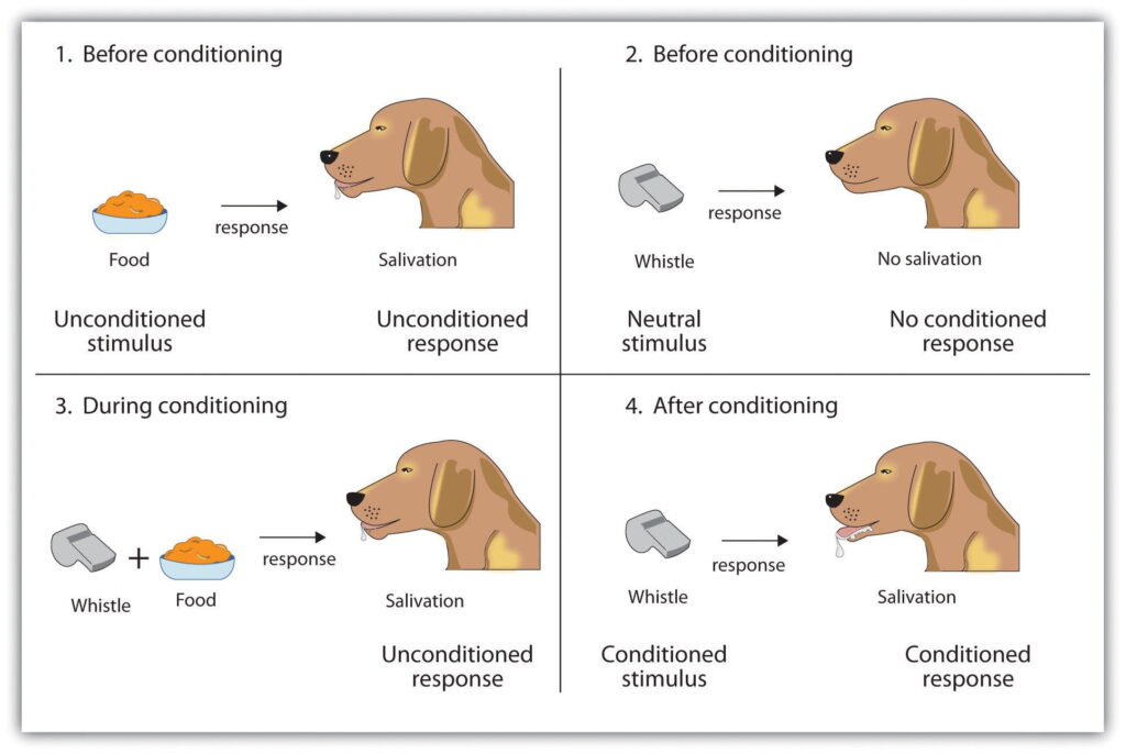 examples of classical conditioning in animals explained