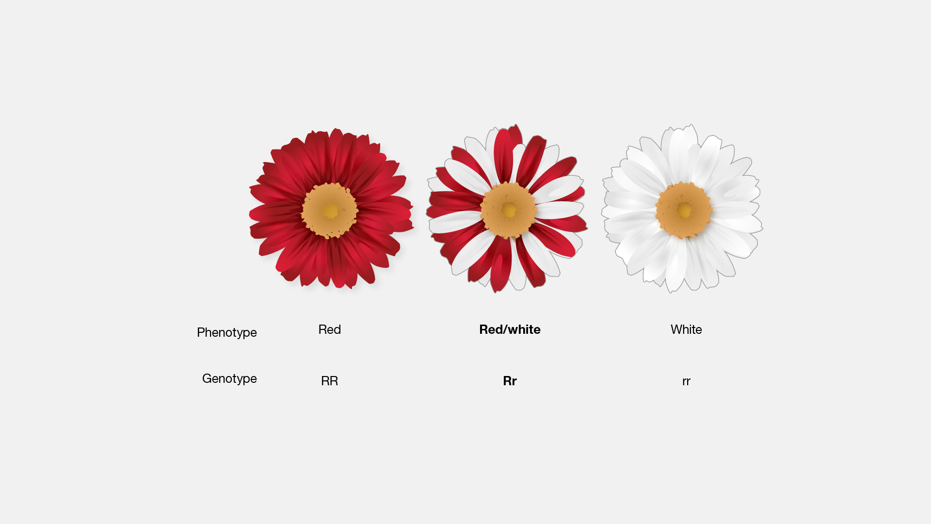 examples of codominance in genetics explained