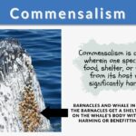 examples of commensalism in nature explained