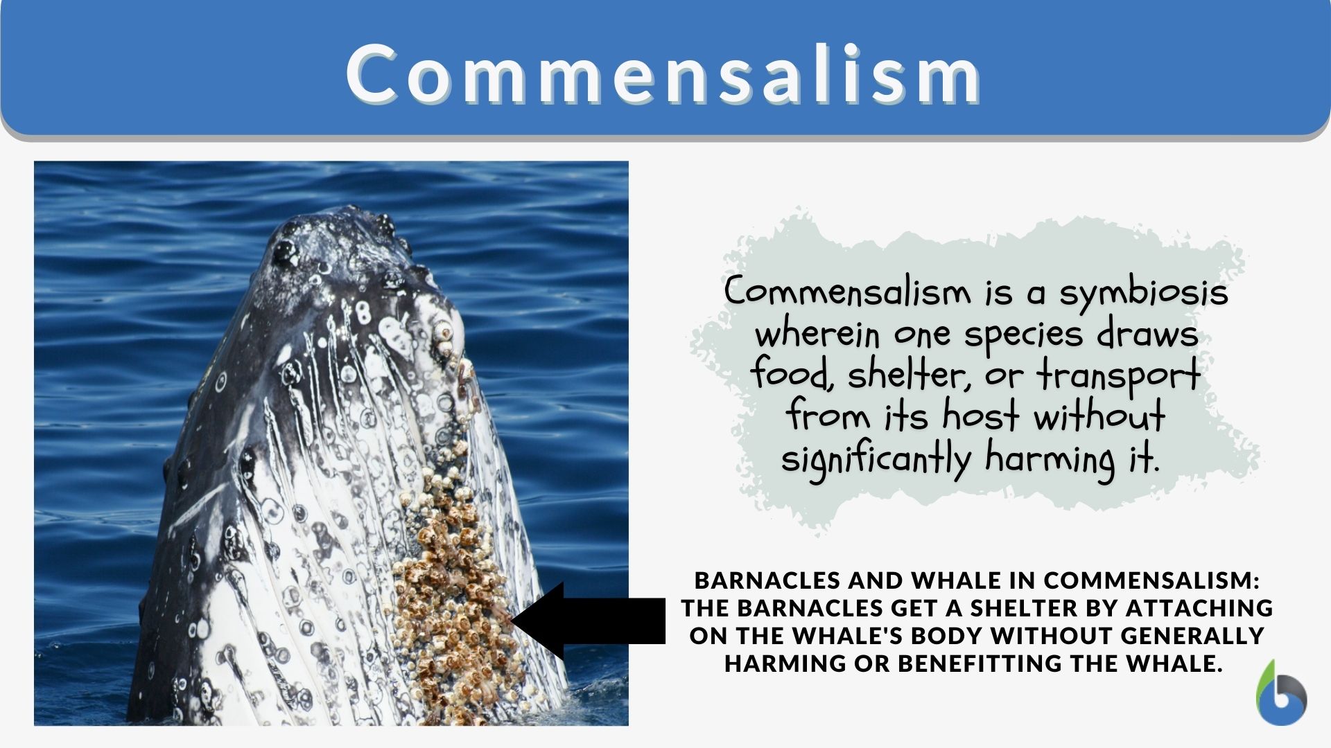 examples of commensalism in nature explained