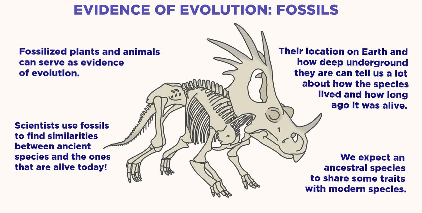 examples of comparative anatomy insights into evolutionary links