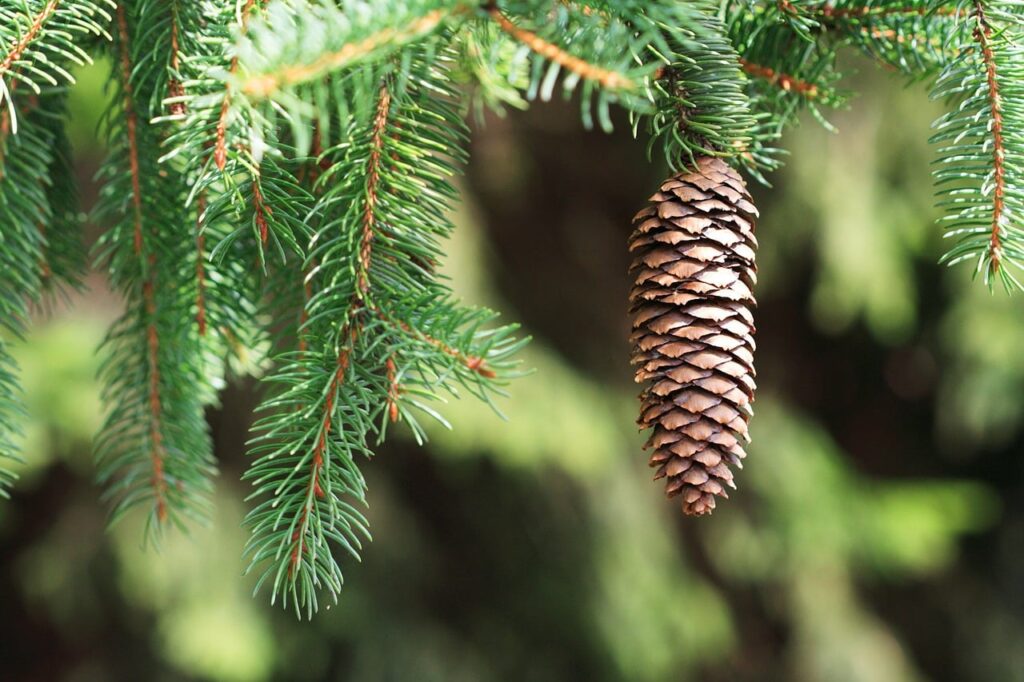 examples of coniferous trees and their benefits