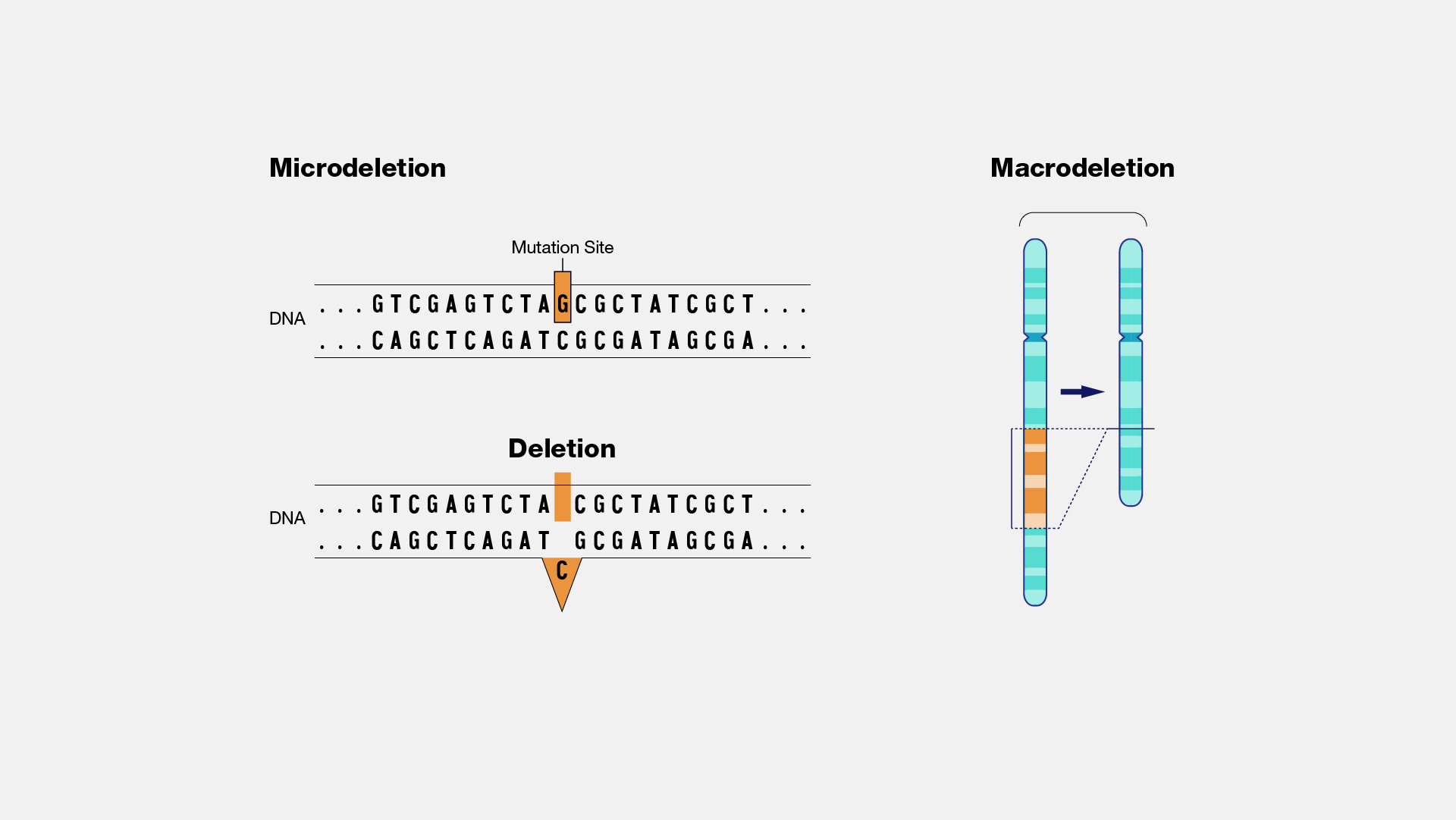 examples of deletion mutation and their genetic impact