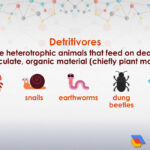 examples of detritivores and their ecosystem roles