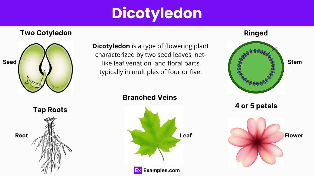 examples of dicots plants and their ecological roles