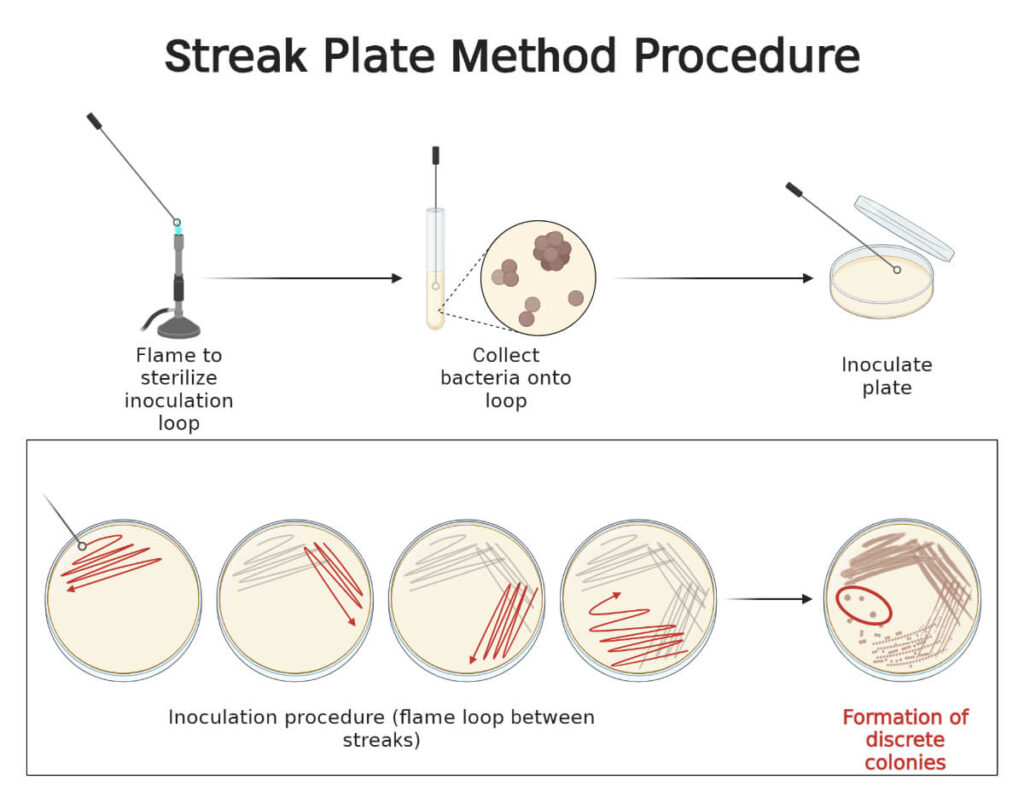 examples of different types of microbiological media explained
