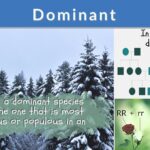 examples of dominant traits in genetics and nature