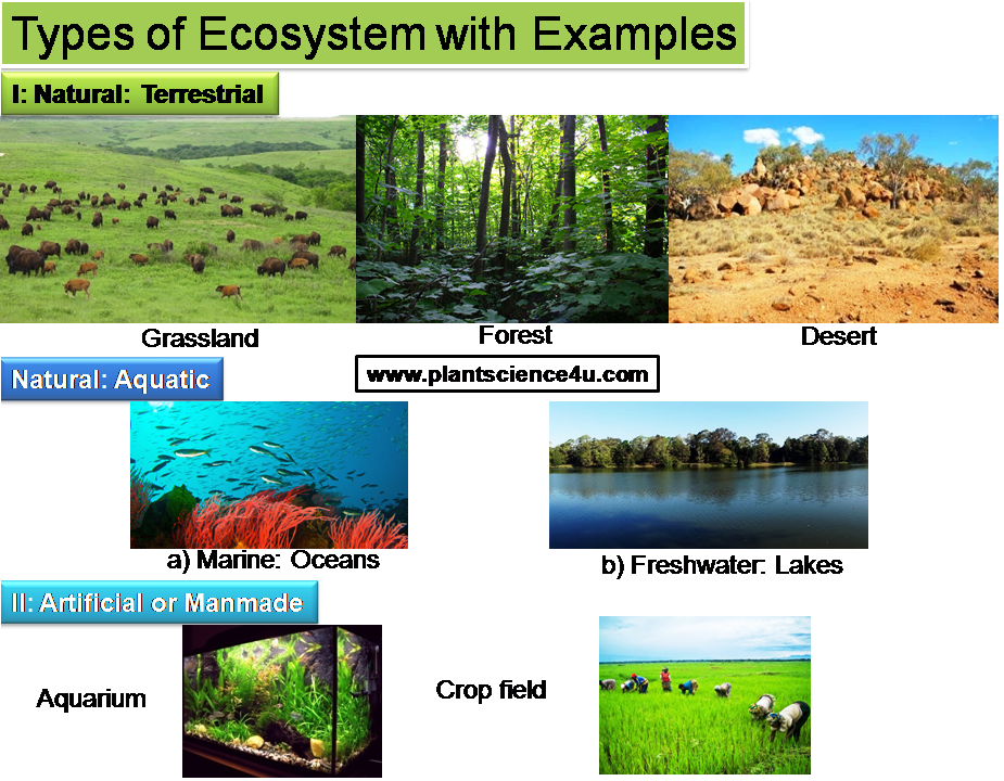 examples of ecosystems and their importance
