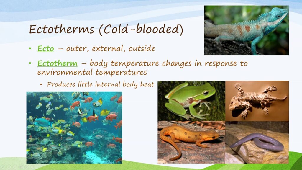 examples of ectothermic animals and their adaptations