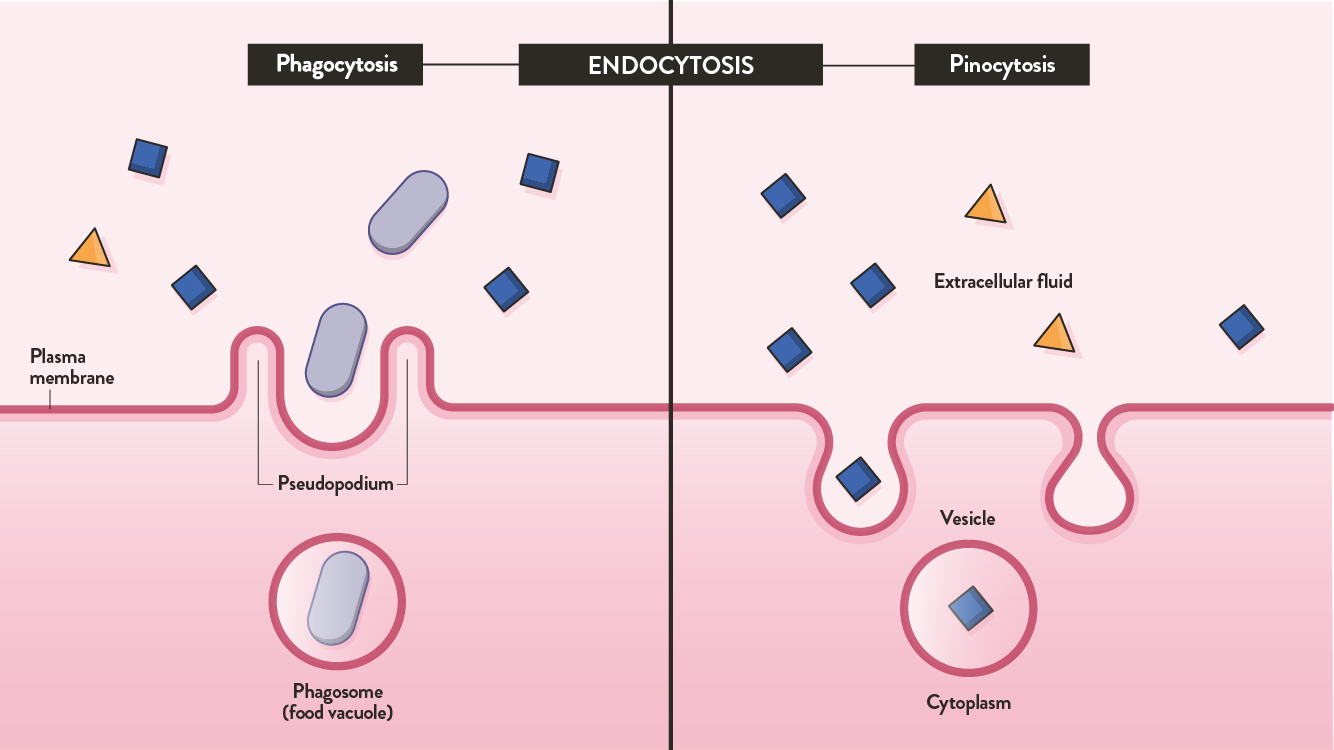 examples of endocytosis and exocytosis in cellular processes