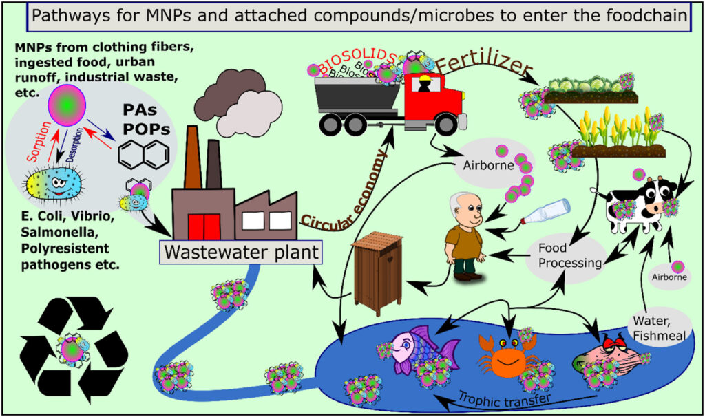 examples of environmental contaminants in our food supply
