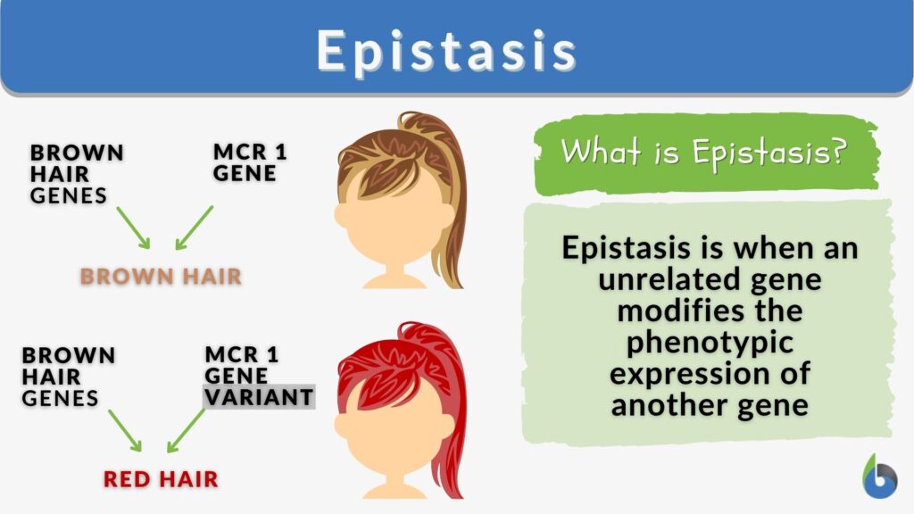 examples of epistasis in genetics explained