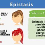 examples of epistasis in genetics explained