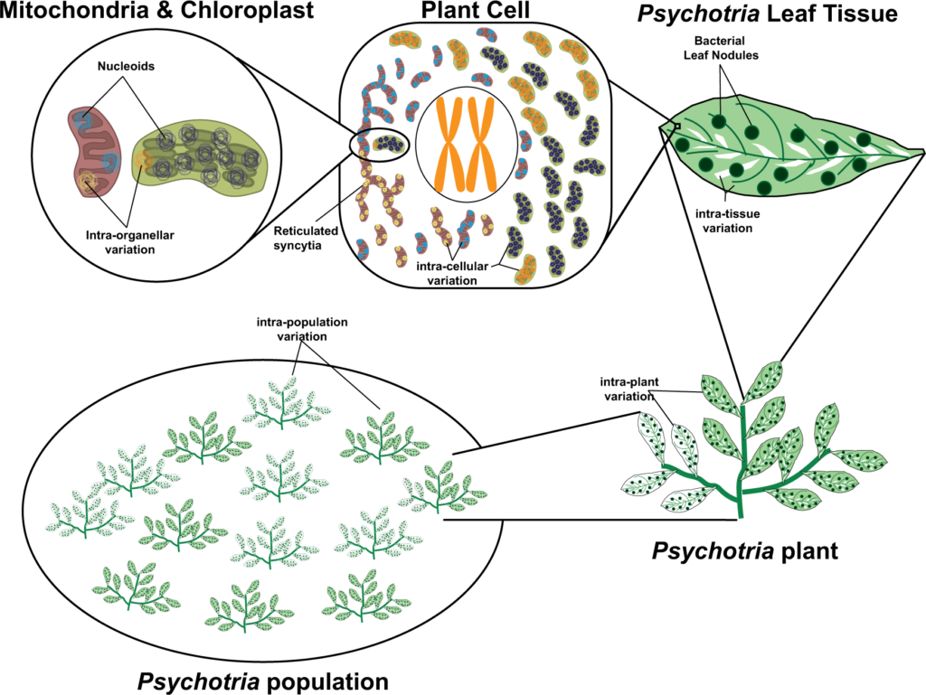 examples of extranuclear inheritance in humans and plants