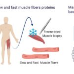 examples of fast twitch muscle fibers in athletic performance