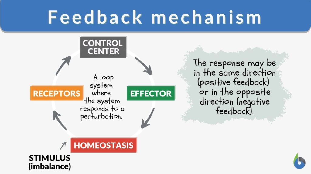 examples of feedback mechanisms in action