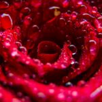examples of fill the frame photography techniques