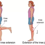 examples of flexion vs extension in everyday movement