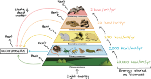 Examples of Food Webs in Ecosystems Explained