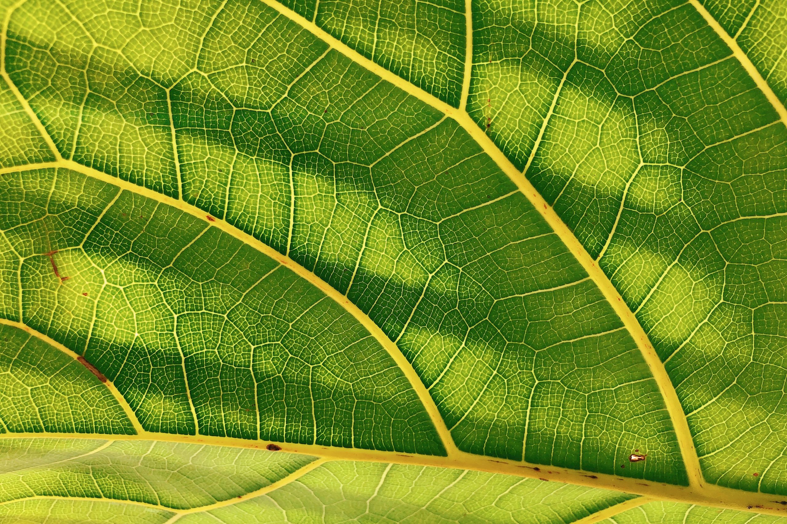 examples of fractals in nature and mathematics