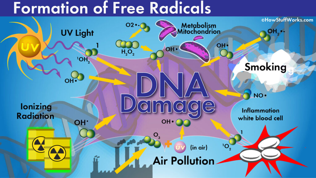 examples of free radicals and their impact on health