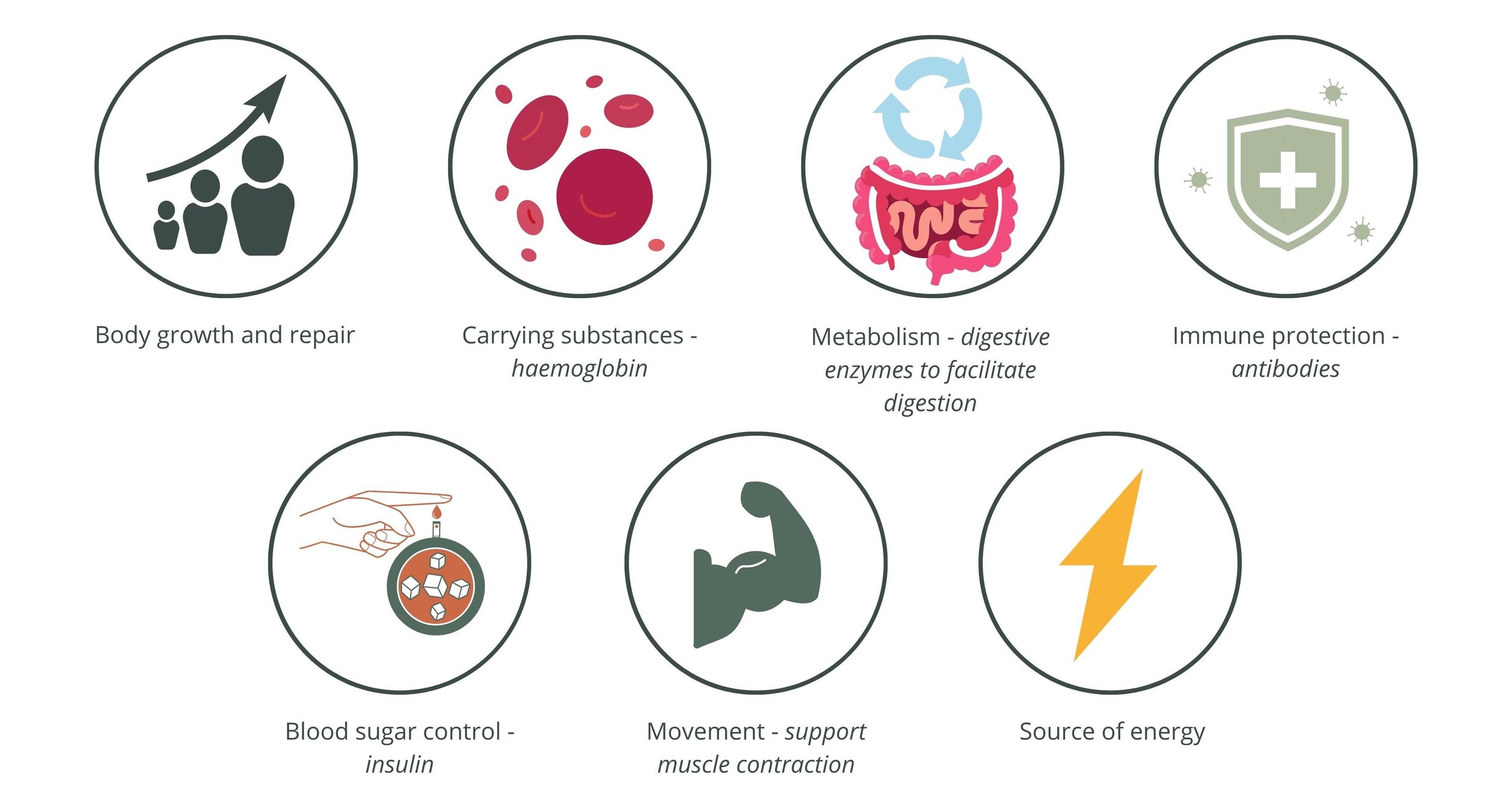 examples of functions of proteins in the body
